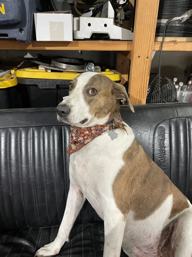 shop dog lucy